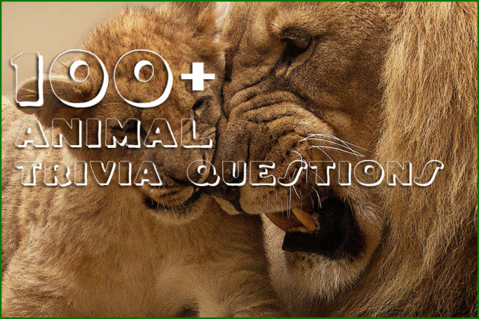 100+ Animal Trivia Questions